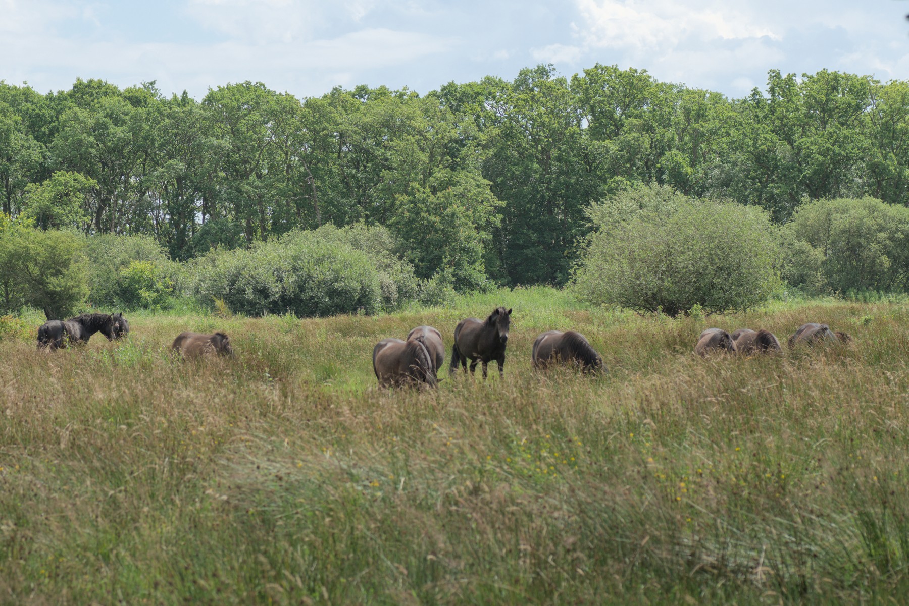 En flok Exmoor-ponyer græsser mellem høje urter og skov på Molslaboratoriet